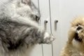 『猫パンチ』をされ…の画像