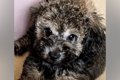 『黒い毛の子犬』を…の画像