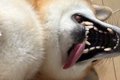 散歩から帰ってきた…の画像
