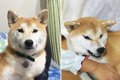 犬の機嫌が悪い！原…の画像