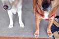 民宿の看板犬を務め…の画像