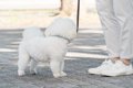 犬が散歩中に『他人…の画像
