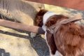 牧場にきた犬が『羊…の画像
