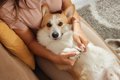 飼い主から『愛情を…の画像