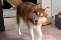 ハスキー犬とかくれ…の画像