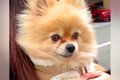 元繁殖犬を病院へ連…の画像