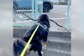 大型犬が『木の棒』…の画像