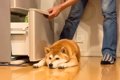 犬が冷蔵庫の前から…の画像