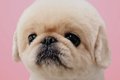ChatGPTが犬を擬人化…の画像