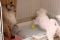 猫の近くに『犬のボ…の画像