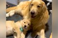お母さん犬に甘える…の画像