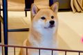 ワガママばかり言う…の画像