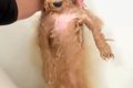 モフモフな犬をお風…の画像