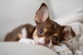 『寿命が長い犬』の…の画像