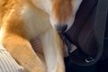 車で犬を病院へ連れ…の画像
