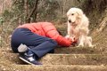 散歩中、大型犬の飼…の画像