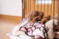 犬が快適に過ごせる…の画像