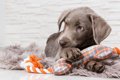 犬を熱中させる『お…の画像