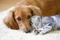 犬と一緒に飼わない…の画像