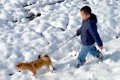 雪の中で子犬を散歩…の画像