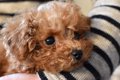 犬を『抱っこ』する…の画像