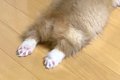 おもちゃで遊んでい…の画像