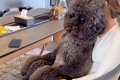 テレビを鑑賞中、大…の画像
