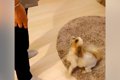 『なぜいるの…！』お…の画像
