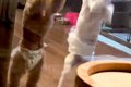 犬と泊まれるホテル…の画像
