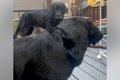 １本の棒を取り合う…の画像