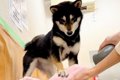 犬にドライヤーを使…の画像