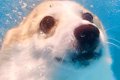 泳ぐのが大好きな犬…の画像