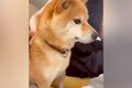 突然ブルブルと震え…の画像