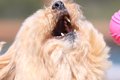 ボール遊びする犬を…の画像