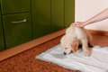 犬がトイレを我慢し…の画像