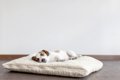 犬が『寝ぼけている…の画像