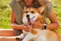 飼い主の気質は犬の…の画像