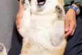 耳に薬をさす犬→『も…の画像