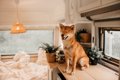 犬が『高いところ』…の画像