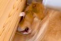 大型犬が眠っていた…の画像