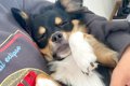 犬があまりにもご飯…の画像