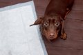 犬の細菌性尿路感染…の画像