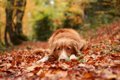 犬が秋に体調を崩し…の画像