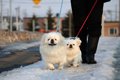 犬が寒さで散歩に行…の画像