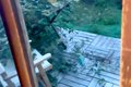 突然の大雨→『大型犬…の画像