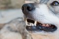 犬が『あごを震わせ…の画像