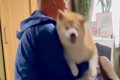 なぜか抱っこを嫌が…の画像