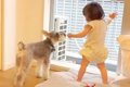 犬が1歳の娘の面倒を…の画像