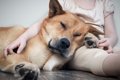 犬が『飼い主をエス…の画像