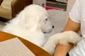 超大型犬の『なでな…の画像